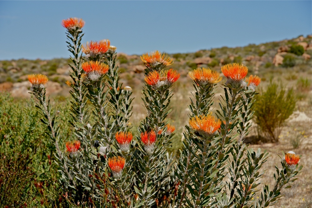 Protea