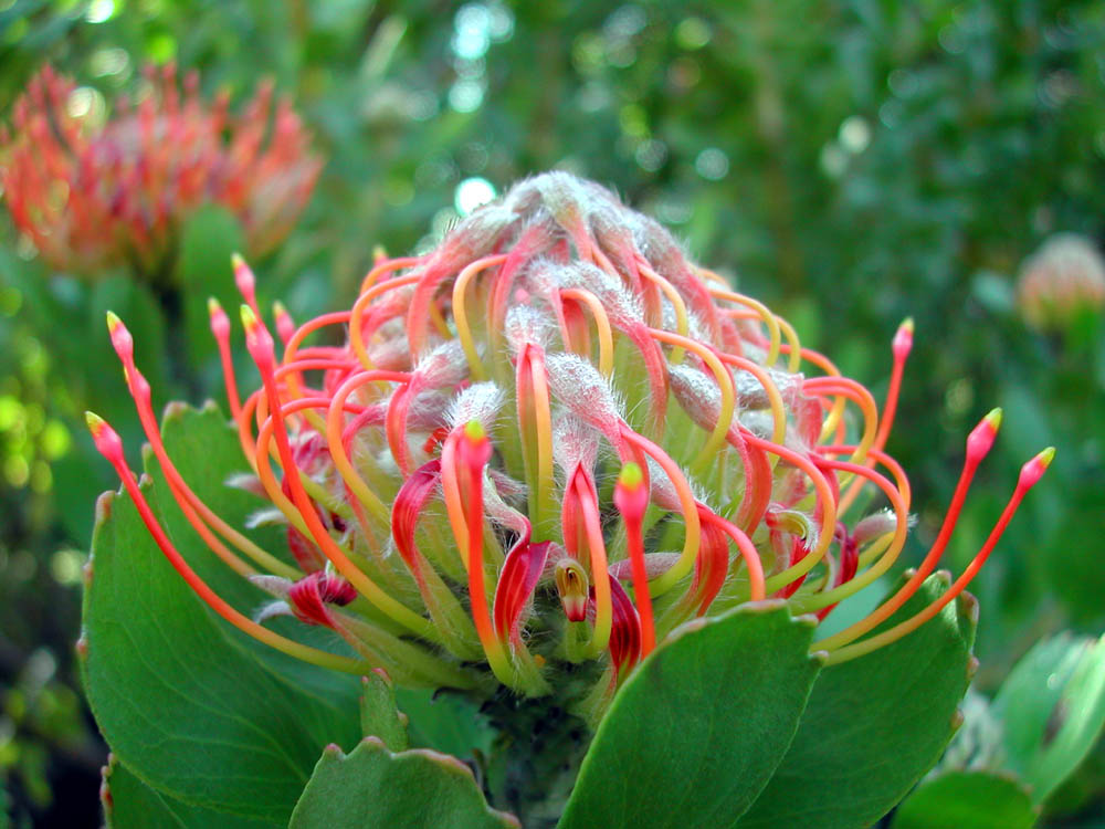 Protea