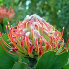 Protea