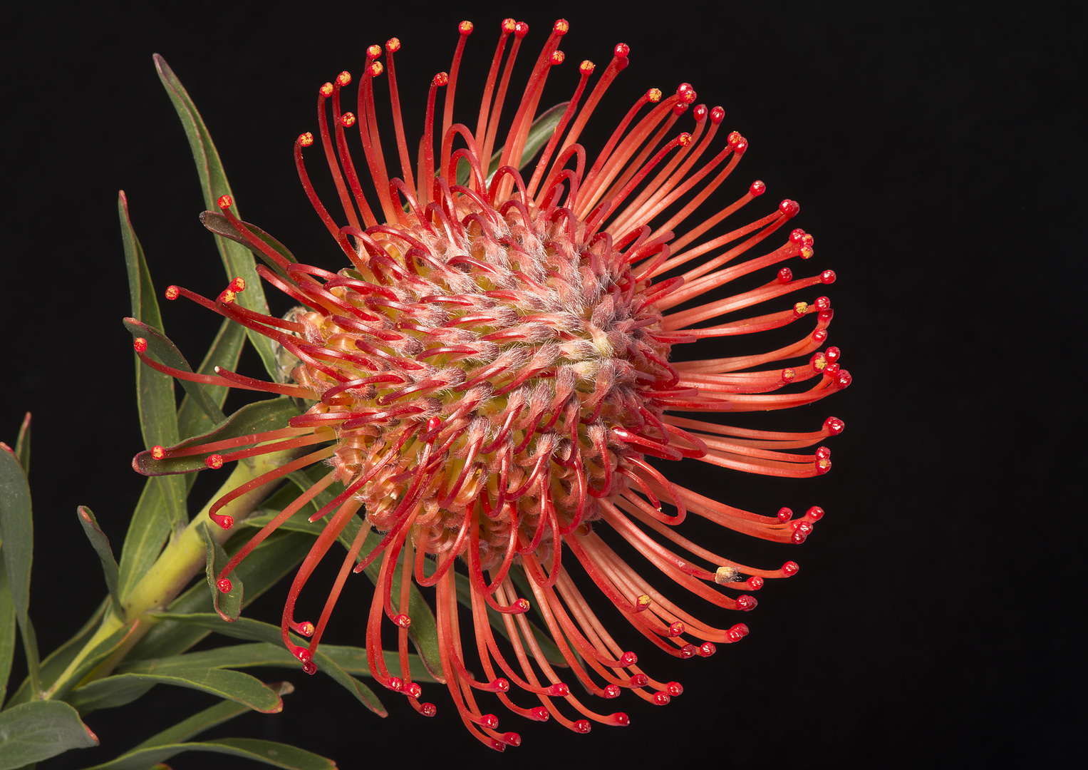 Protea