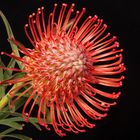 Protea