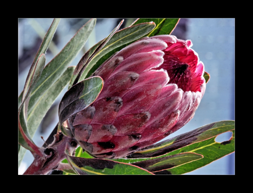 Protea