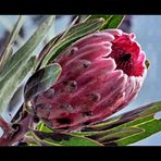 Protea