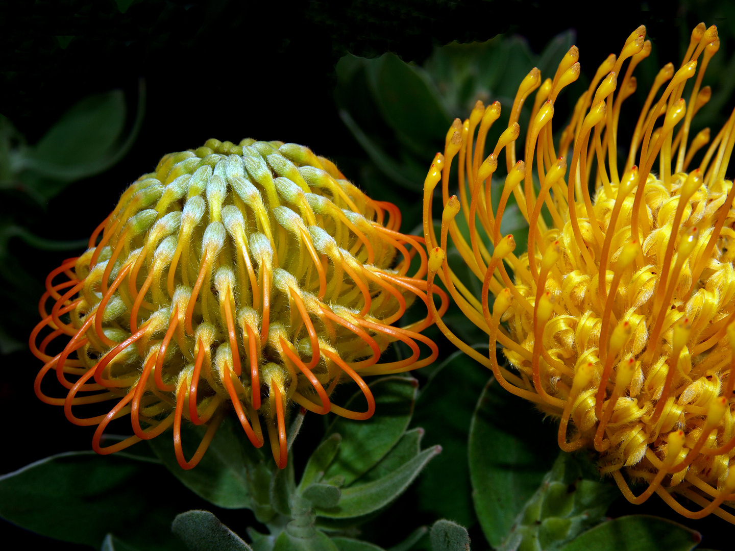 Protea