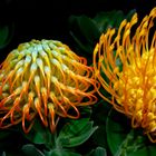 Protea