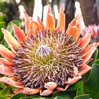 Protea