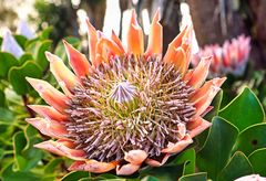 Protea