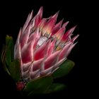 Protea