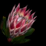 Protea