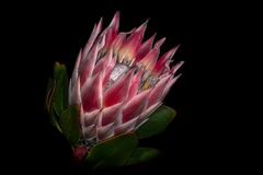 Protea