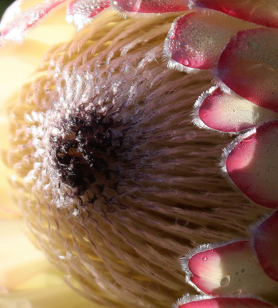 Protea