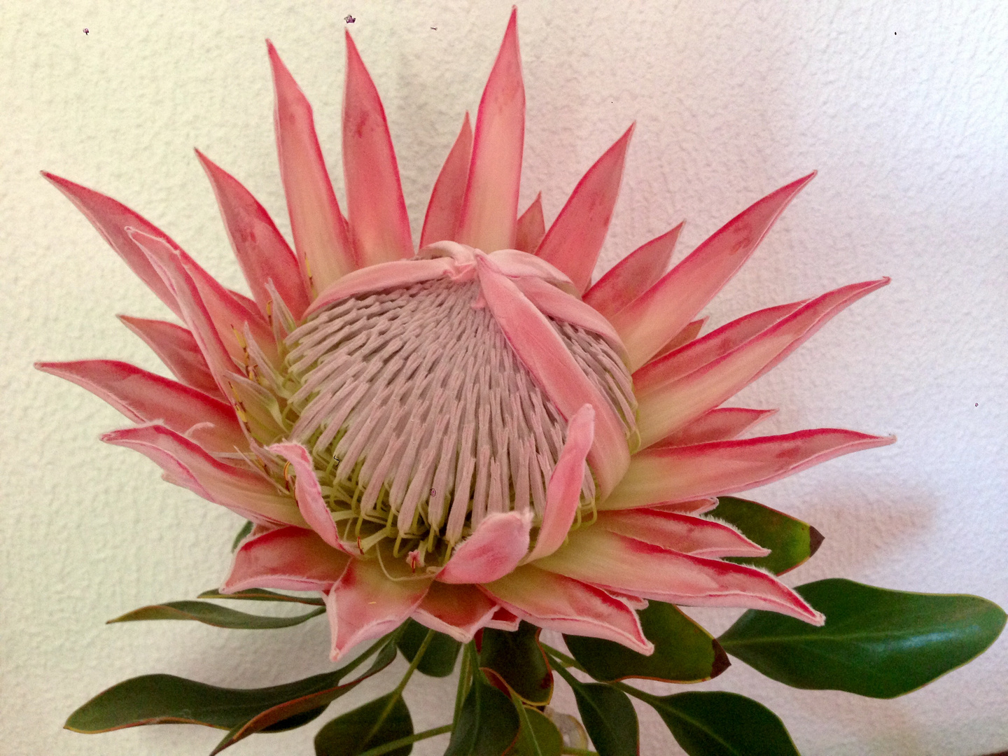 protea