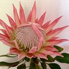 protea