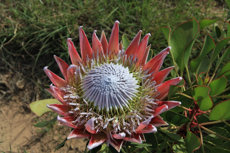 Protea