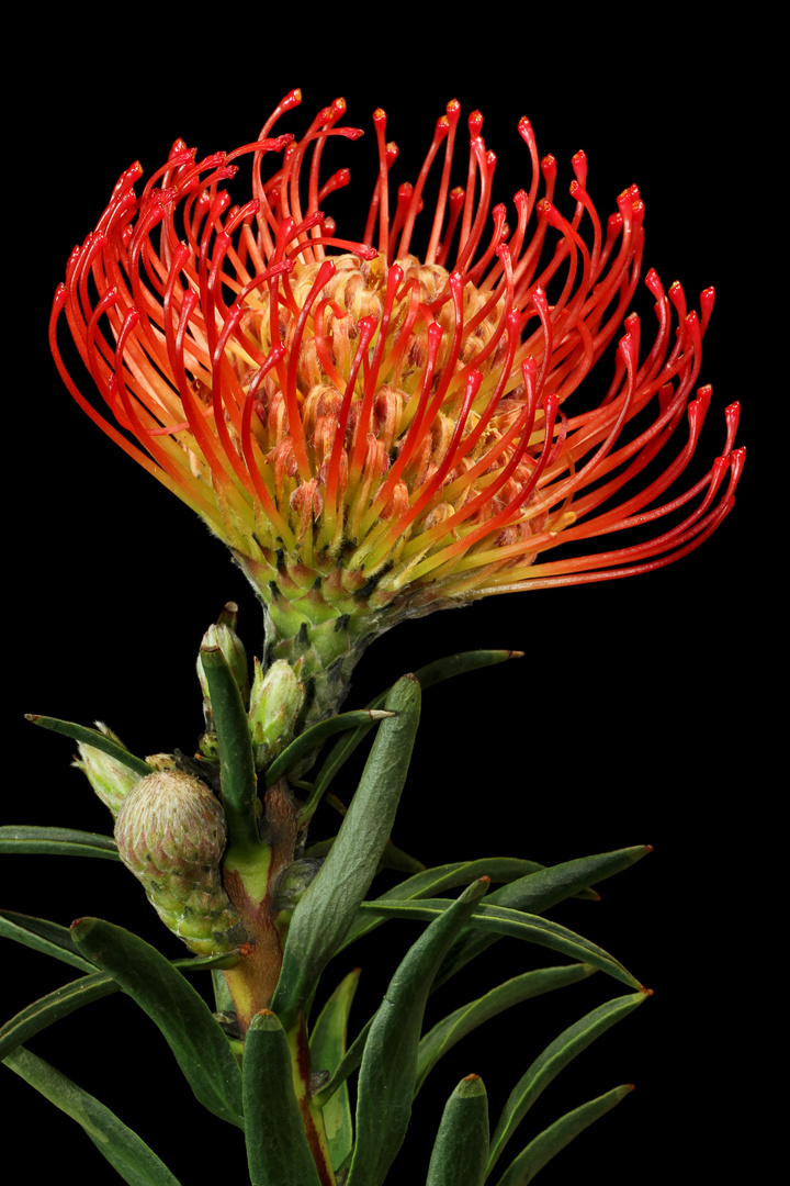 Protea