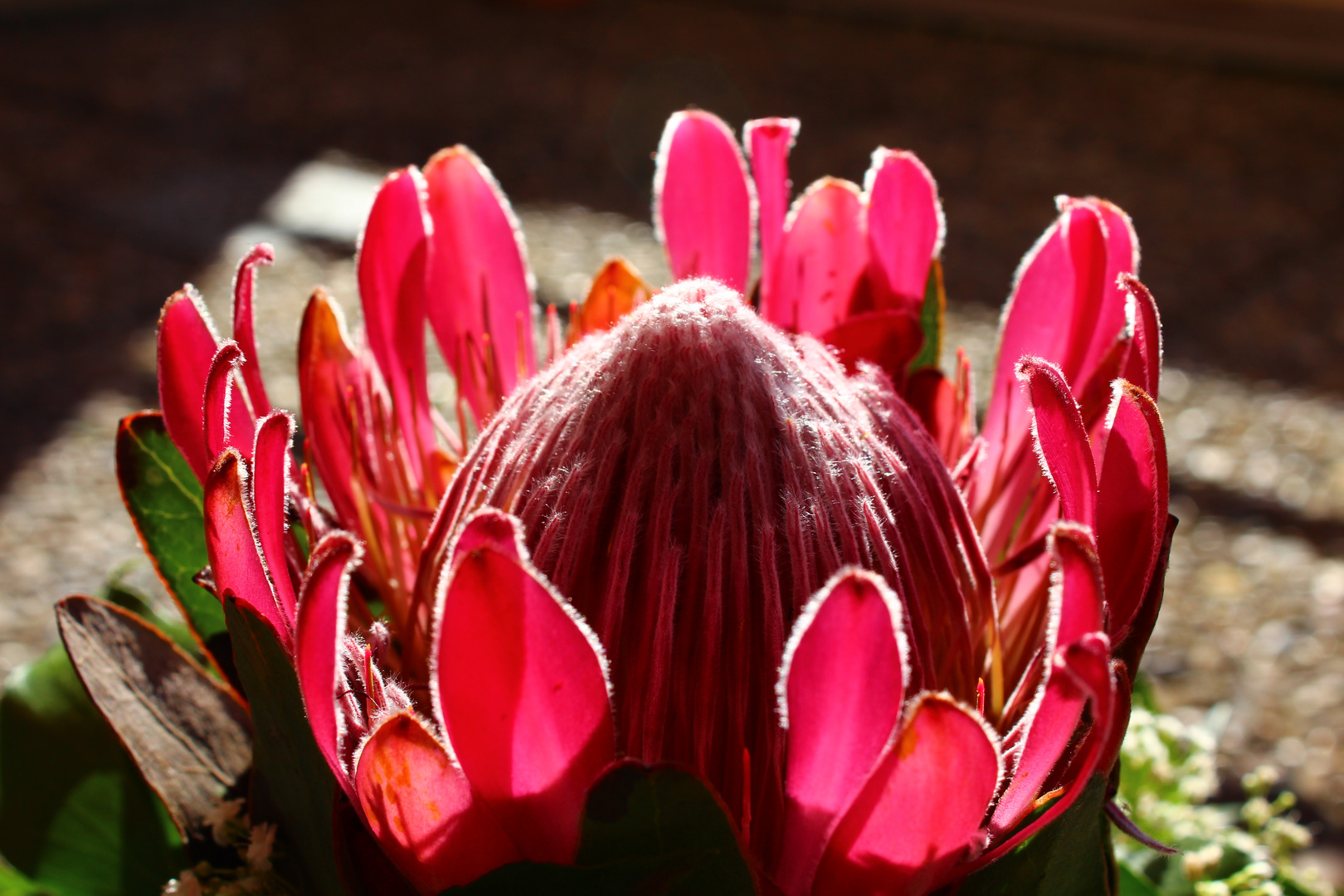 Protea