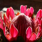 Protea