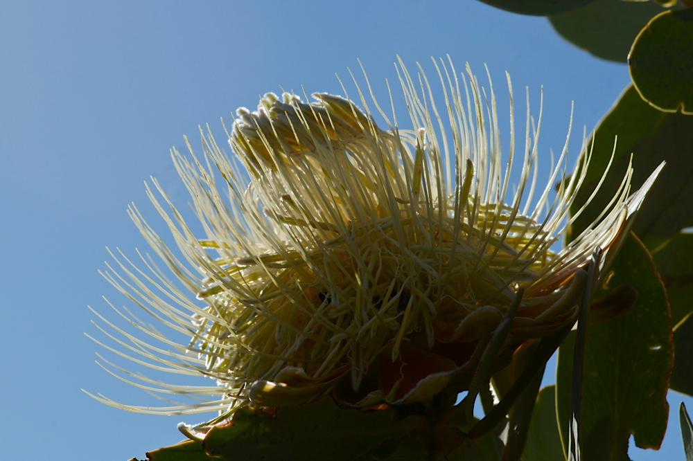 Protea