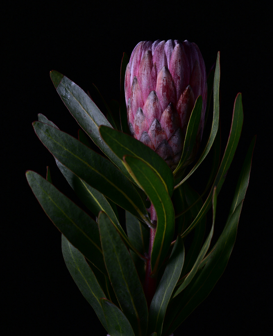 Protea