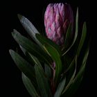 Protea