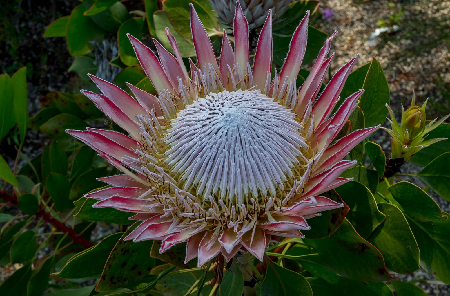 Protea