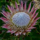 Protea