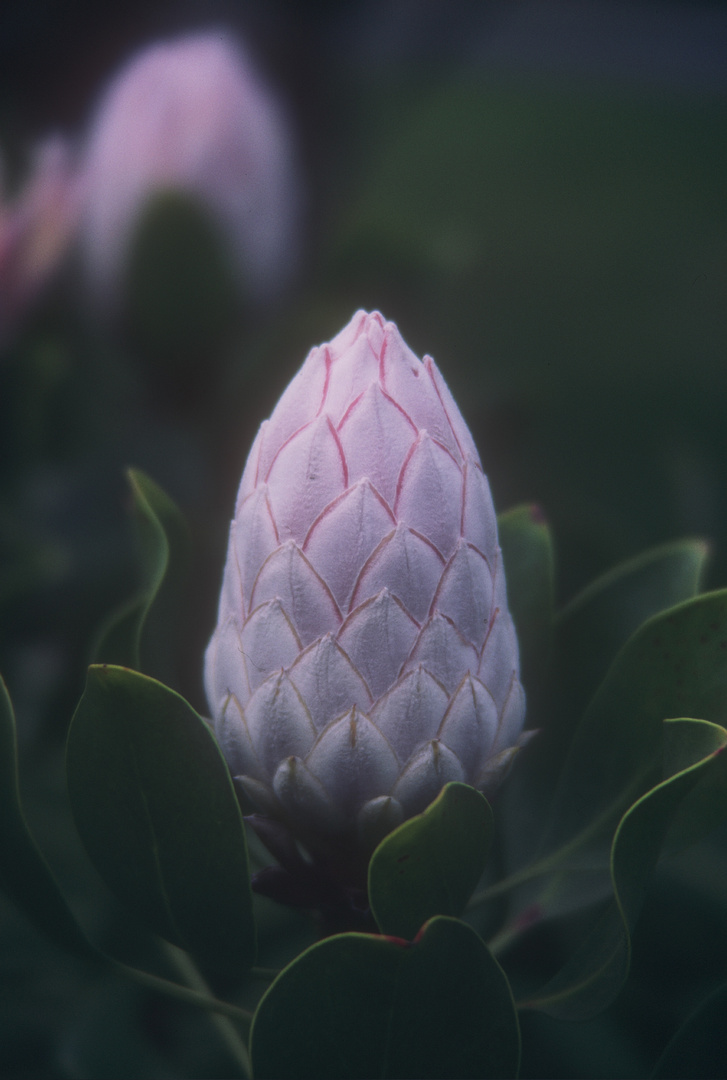 PROTEA