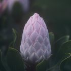 PROTEA