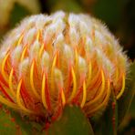 Protea