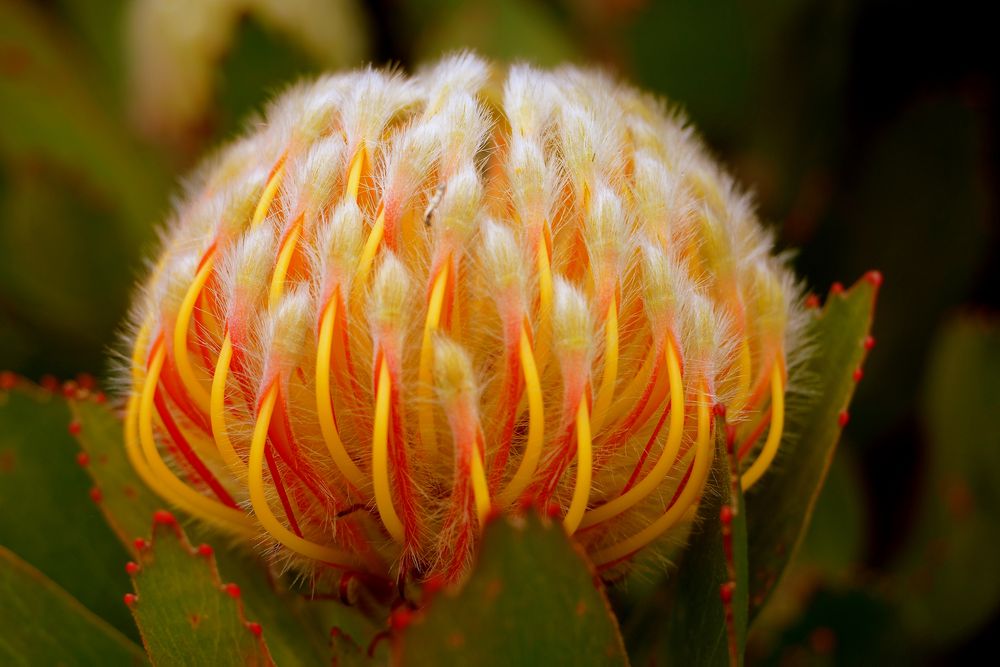 Protea