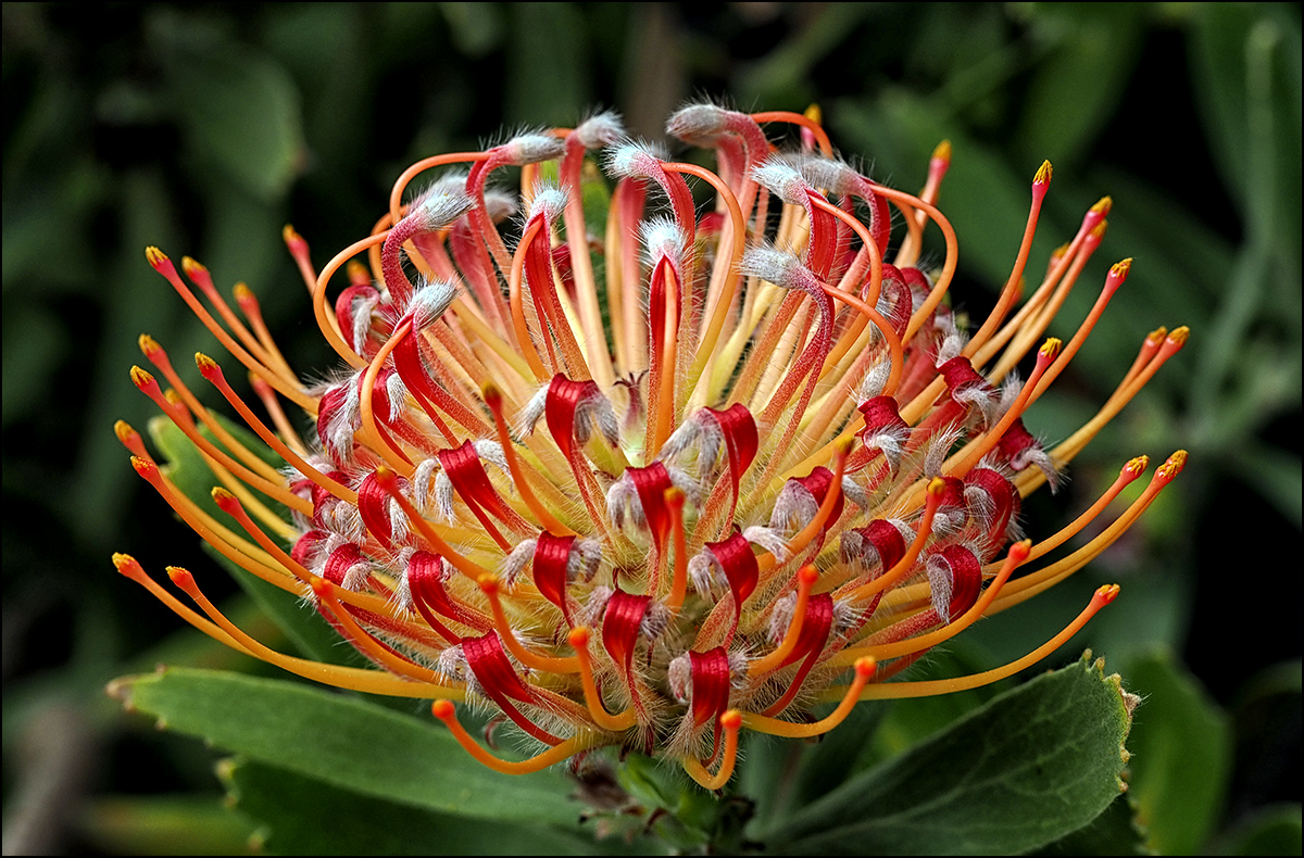 Protea...