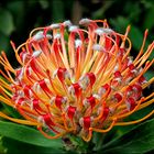 Protea...