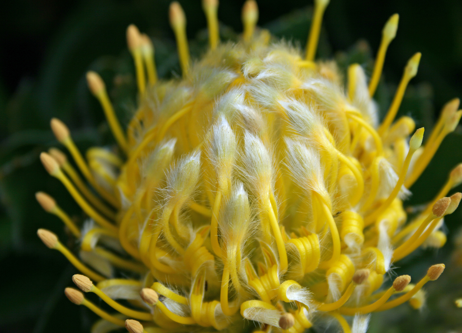 Protea