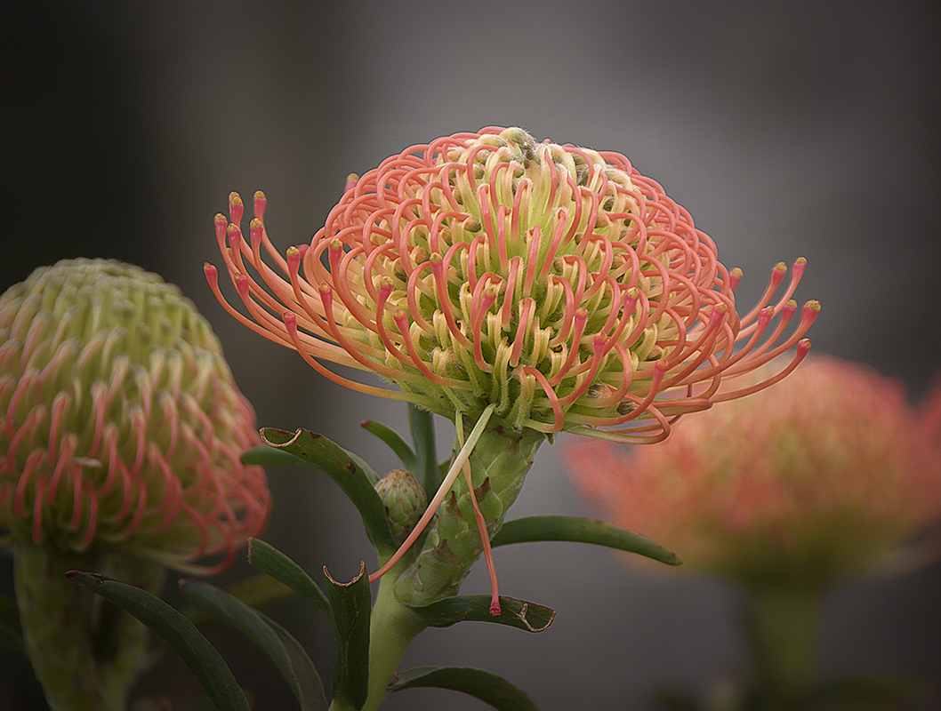 Protea