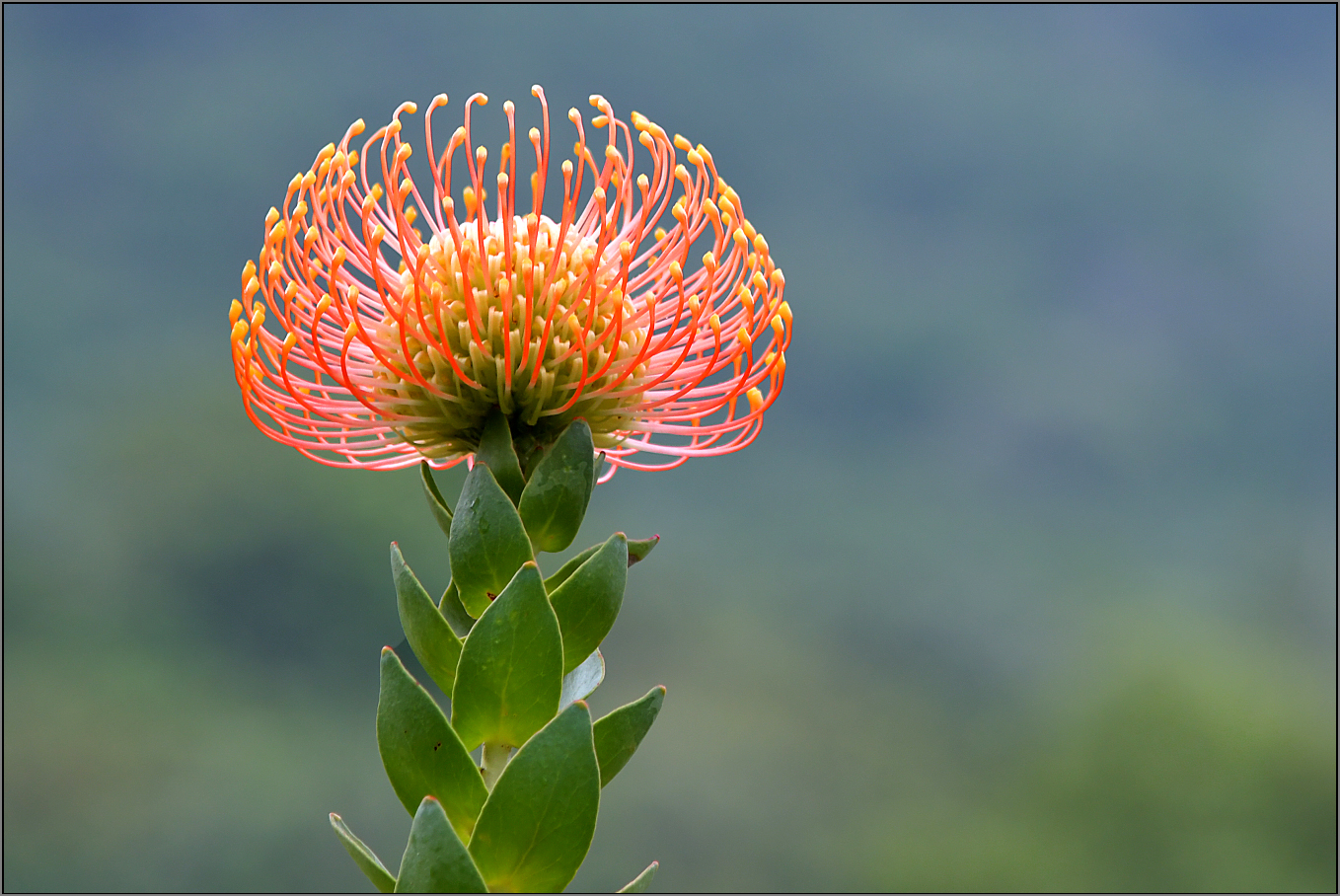 Protea