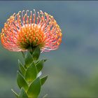 Protea