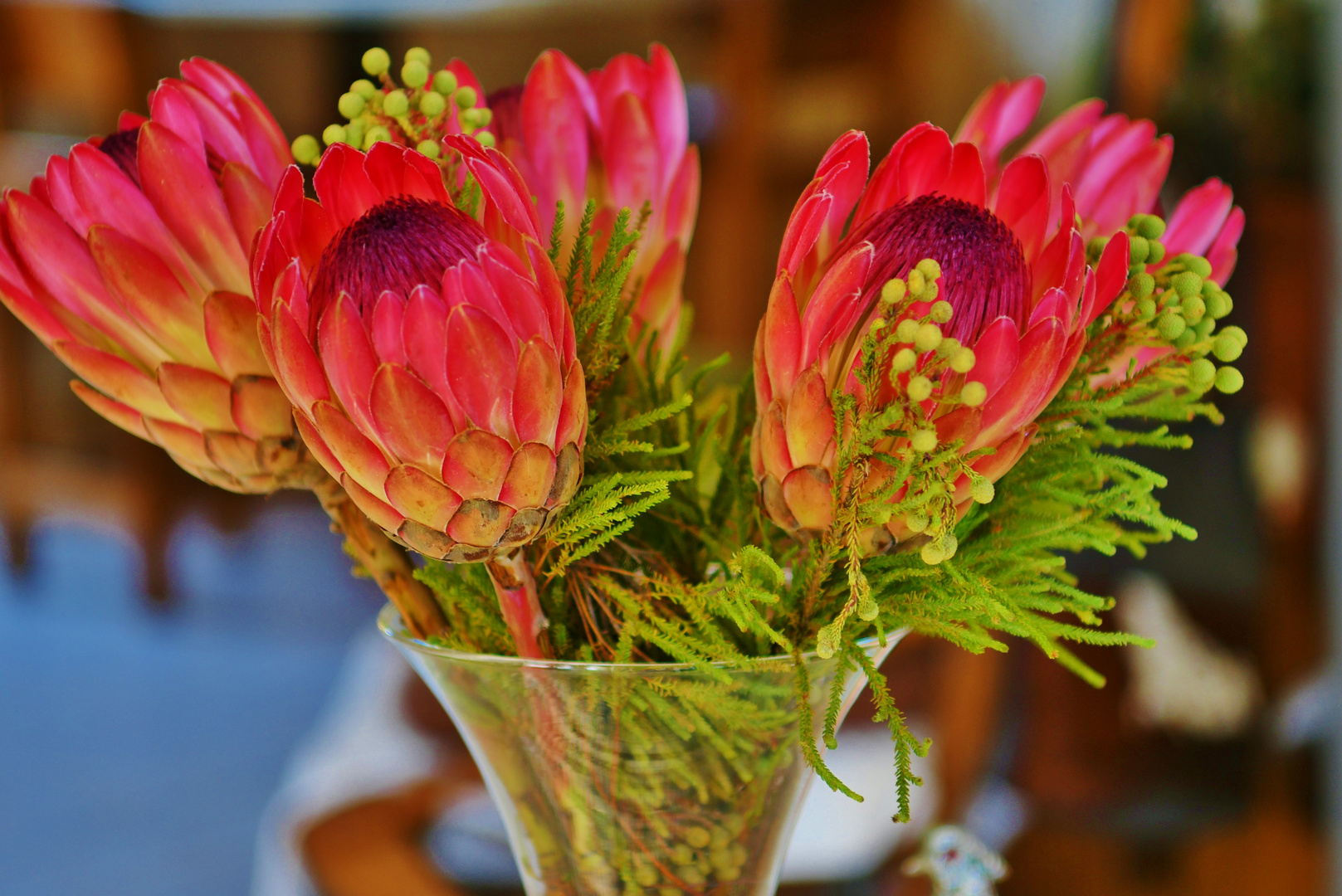 Protea...