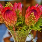 Protea...