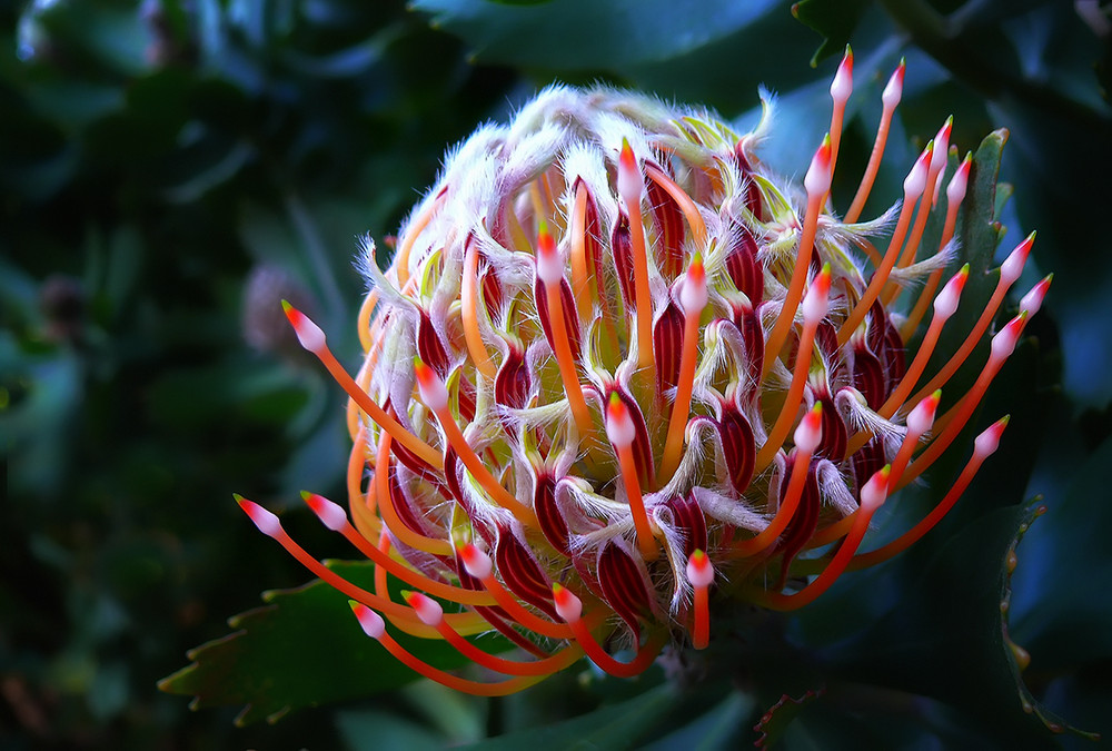 Protea von I. Maass