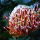 Protea