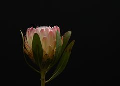 Protea