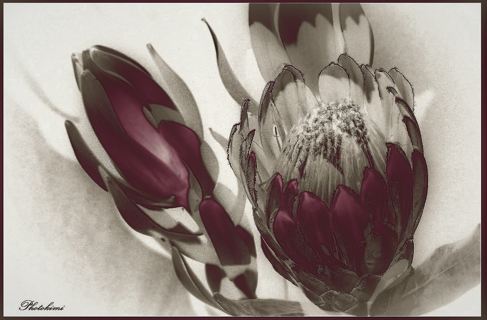 Protea