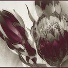 Protea