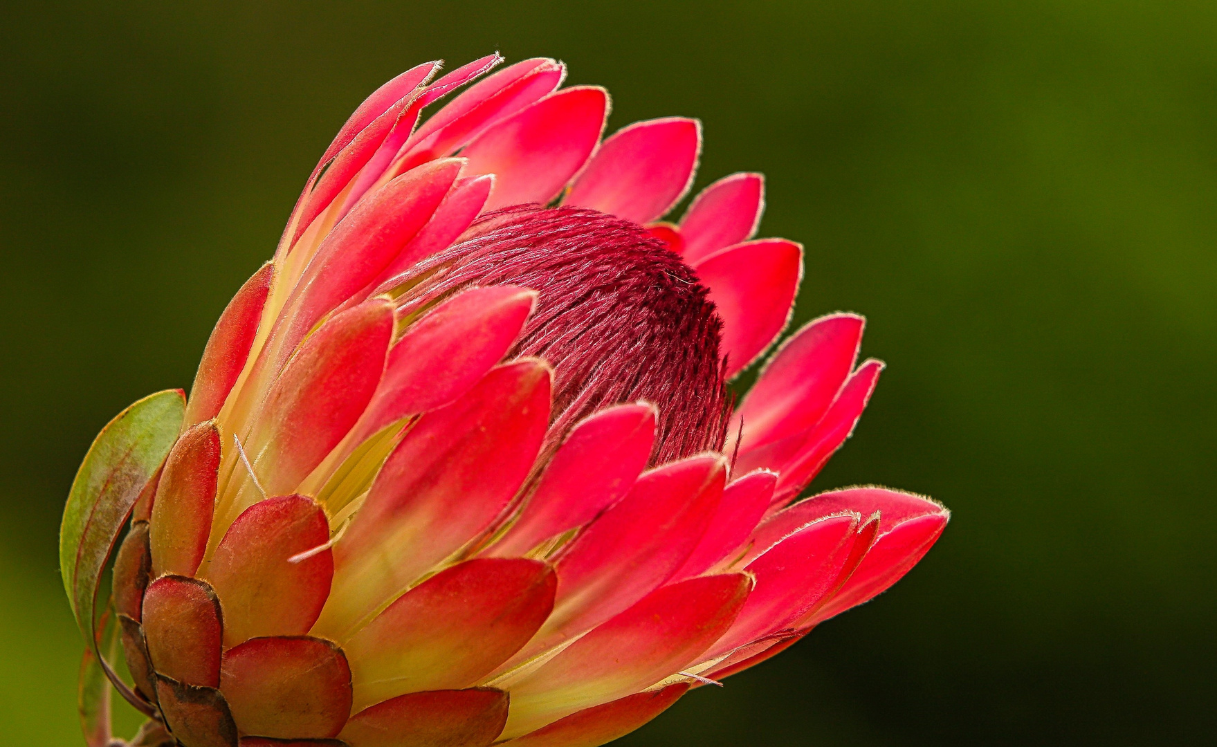 Protea