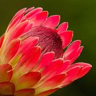 Protea