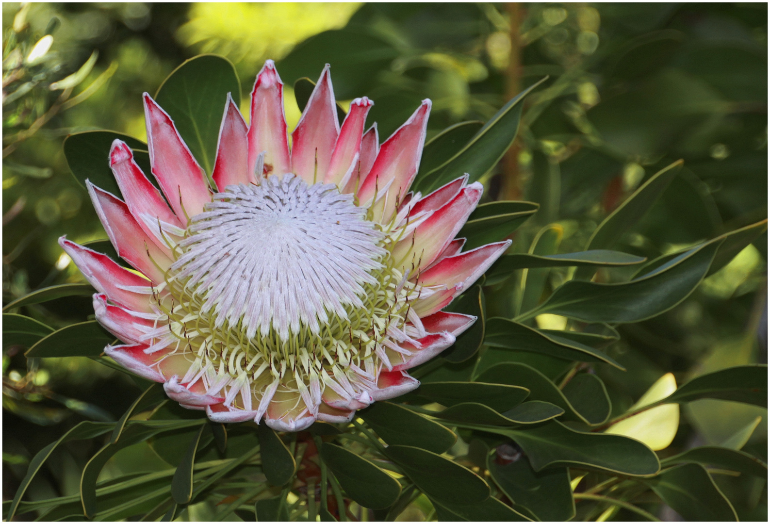  Protea 