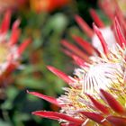 Protea