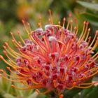 Protea