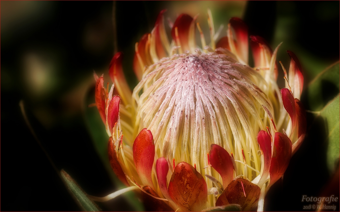 Protea