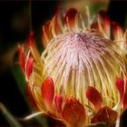 Protea